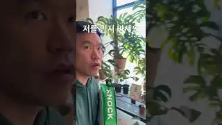 제가 키운식물을 보세요.식물은 거짓말 안합니다.-알보의 왕 노크- #몬스테라알보 #plants #monsteraalbo #알보의왕 #노크흙