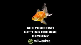 Why to Measure Dissolved Oxygen in Your Aquarium | MW600 PRO DO Meter