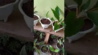 Tanaman Palisota cantik