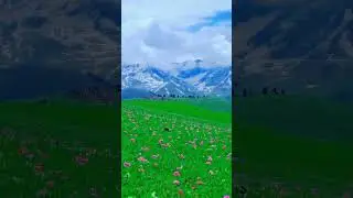 Aj pehli bar Dil ki bat# spring season # beautiful flowers # green lush # ground # charming