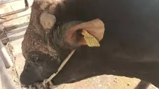 #bull 🐂#masti