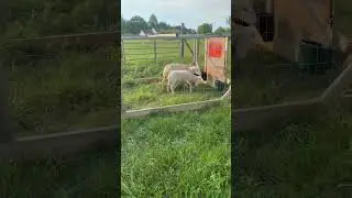 Moving sheep to new grass#sheep#pasture#mobile pen#shorts