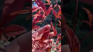 Чудо нандина для сада!Как размножить?
