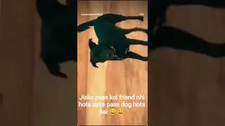 the cute labrador dog video #newsong #music #love #punjabimusic #amazingfacts #dog #shorts #doglife