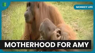 Орангутан Эми готовится к материнству &mdash; Monkey Life &mdash; Документальный фильм