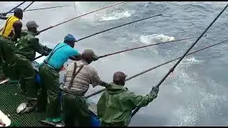 pesca de at&uacute;n a ca&ntilde;a en Dakar senegal