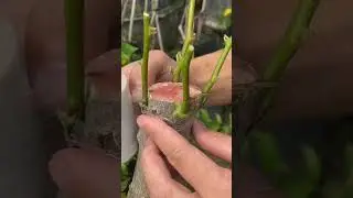 Properly grafting bougainvillea #shorts