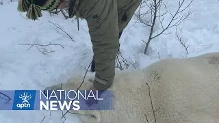 Polar bear paw prints spotted in one First Nation&rsquo;s school yard | APTN News