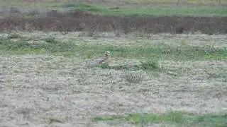 burrow owl lubbock tx 2005