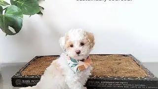 Eco-Friendly Dog Potty Pads for a Fresh, Clean Home 🌱🐾