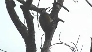 469Woodpecker, Greater Flameback   Chrysocolaptes lucidus