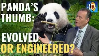 Evolved or Engineered? A Geneticist Evaluates the Panda's Thumb
