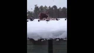 Bear vs log jam