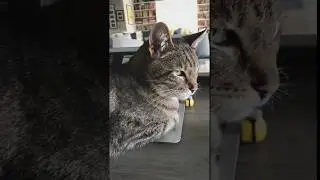 Chris Colfer Tells His Cat Brian To Get Off His Computer