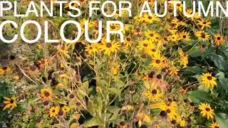 Late Summer Garden Flowering Plants for Colour Blickling Hall Gardens Norfolk