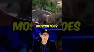 catch a mosquito burger #shorts #SHORTSMAS