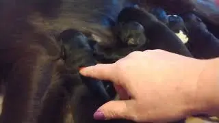 Puppies Wagging Tail, dinner time 