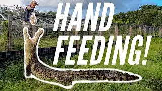 Close Call With Giant Crocodile!!