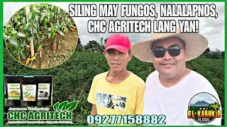 SILIHAN NI SIR ROLAND, MAY FUNGOS, NALALAPNOS, GINAMITAN NG CHC AGRITECH. #ChcAgritech #ElKabukid