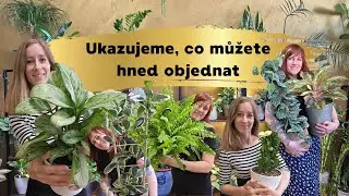 Pokojové květiny jako z prodejny