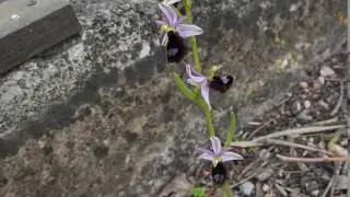 Balearische Ragwurz  Ophrys bertolonii ssp