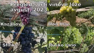 Rusko rano, Sfinks, Mon blan, Kazanova #grape #grapevine
