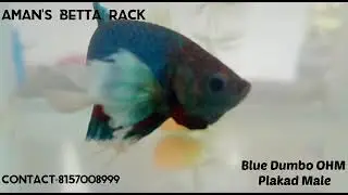 #betta#sale#placard#ohm#dumboear#guppy#platinumred#chillymosic#metalicdumbo#bluedumbo#exoticbetta###