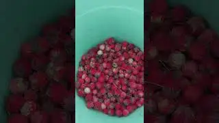 Собираю землянику.