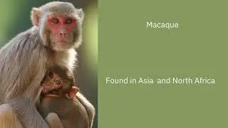 #nature  Nature animals - different types of monkeys