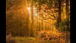 Autumn Focus 🍂 Calm Instrumental Music for Deep Concentration & Study