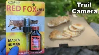 Will Fox Urine Repel Wildlife from Food Left in the Woods!? [Trail Camera]