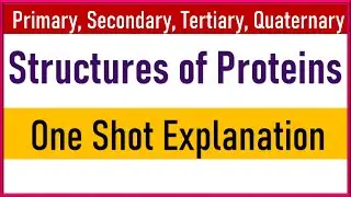 Primary Secondary Tertiary Quaternary Structure of Proteins Explained
