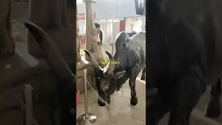 🔴 Alaporan Tamizhan #reels #tamilanda #tamil #shortfeed #short #shorts #mdmgworld #mdmgworldmurali