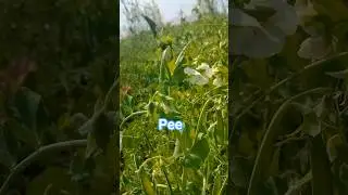 love that business #nature #gaon #agriculture