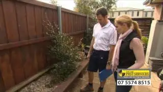 What's involved in a termite inspection - Gold Coast Pest Services