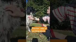 Practise 'calm' in exciting places @dreamdogwalks #leashtraining #leashwalking