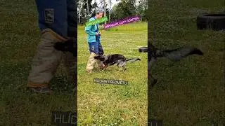 Guarding an Object & Escort #mondioring #germanshepheard #dogs #dogsports #pet