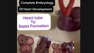 Development of heart complete video