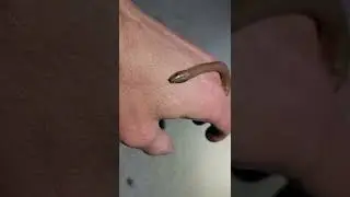 A Sloppy, ADD fueled, Critter Highlight! The Rubber Boa! | Ultra Rare Snake! 🐍