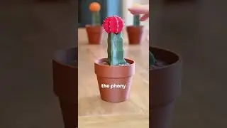 Carrot 🥕 + Cactus 🌵 = 3D Fun! Unboxing Cool Prints  #3dprintedtoy #customplush