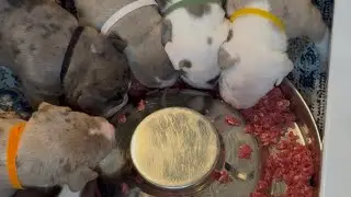 XL Bully Puppies Eating Raw Ground Beef & Eggs - Early Nutrition Tips