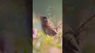 Bird Sounds Relaxation Nature Sounds #shorts #nature #birdslover #relaxation #stressrelief