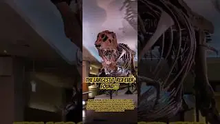 The Largest and the Most Complete T-Rex Skeleton Ever Found!!! #fieldmuseum #trex #dinosaur