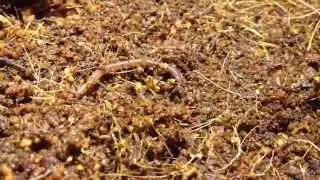 Worm at Work close up