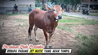 Persiapan Team JET MATIC H -7 Kerapan sapi Piala Presiden