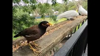 Sneaky Indian Myna Steals Seeds Behind 2 Cockatoos | Bird Heist in Broad Daylight