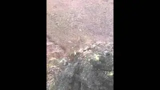 Goats in Telkwa