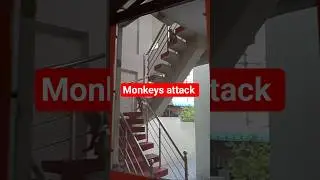 Monkeys attack at home #monkey #viralvideo #shorts