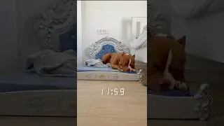 Royal Dog&rsquo;s Morning Routine 👑
