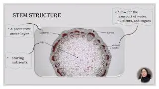 ANATOMY AND MORPHOLOGY OF PLANTS | PLANT SCIENCE (AGR122) VIDEO PRESENTATION 